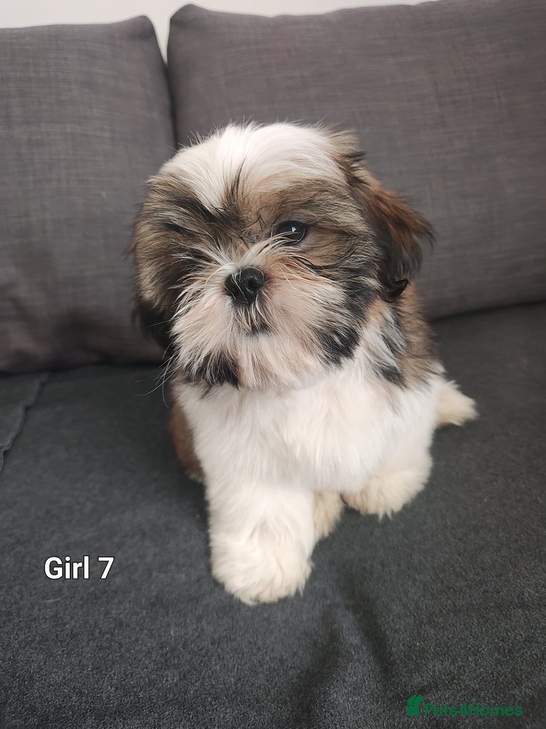 Shih Tzu dogs for sale: 🐶Shih tzu puppies for sale 🐶 1 girl💚 left - Image 5