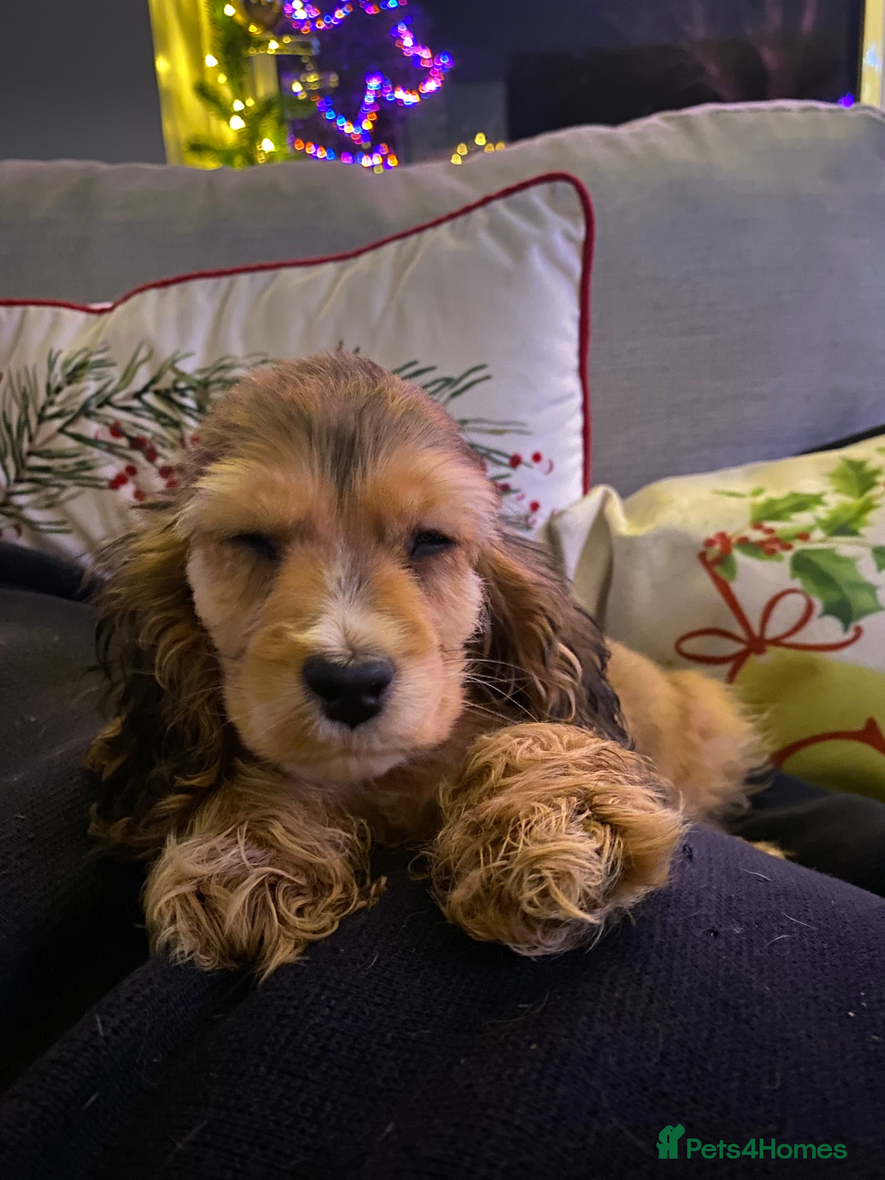 Cocker Spaniel dogs KC SHOW TYPE COCKER REGISTERED - Advert 9