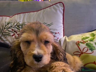 Cocker Spaniel dogs KC SHOW TYPE COCKER REGISTERED - Advert 9