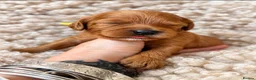 Cavapoo dogs for sale: 5 STAR LICENSED BREEDER BEAUTIFUL RED F1 CAVAPOOS - Advert 33