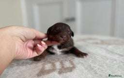 Bordoodle dogs for sale: OUTSTANDING *TRI COLOUR* MINIATURE BORDOODLES - Image 39