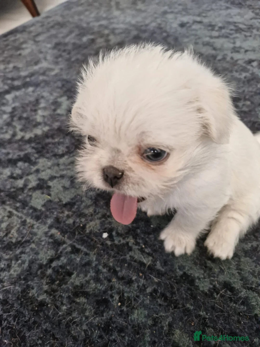 Mixed Breed dogs for sale: 1 pug x shih tzu boy - Advert 2