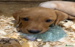 Labrador Retriever dogs for sale: Ready to go! KC reg Labradors (yellow/Foxred) - Image 12