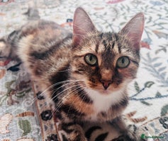 Maine Coon cats - Advert 3