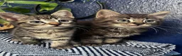 Mixed Breed cats for sale: Beautiful tabby and grey kittens  - Advert 2