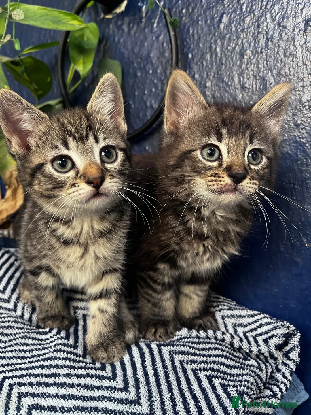 Mixed Breed cats for sale: Beautiful tabby and grey kittens  - Advert 2