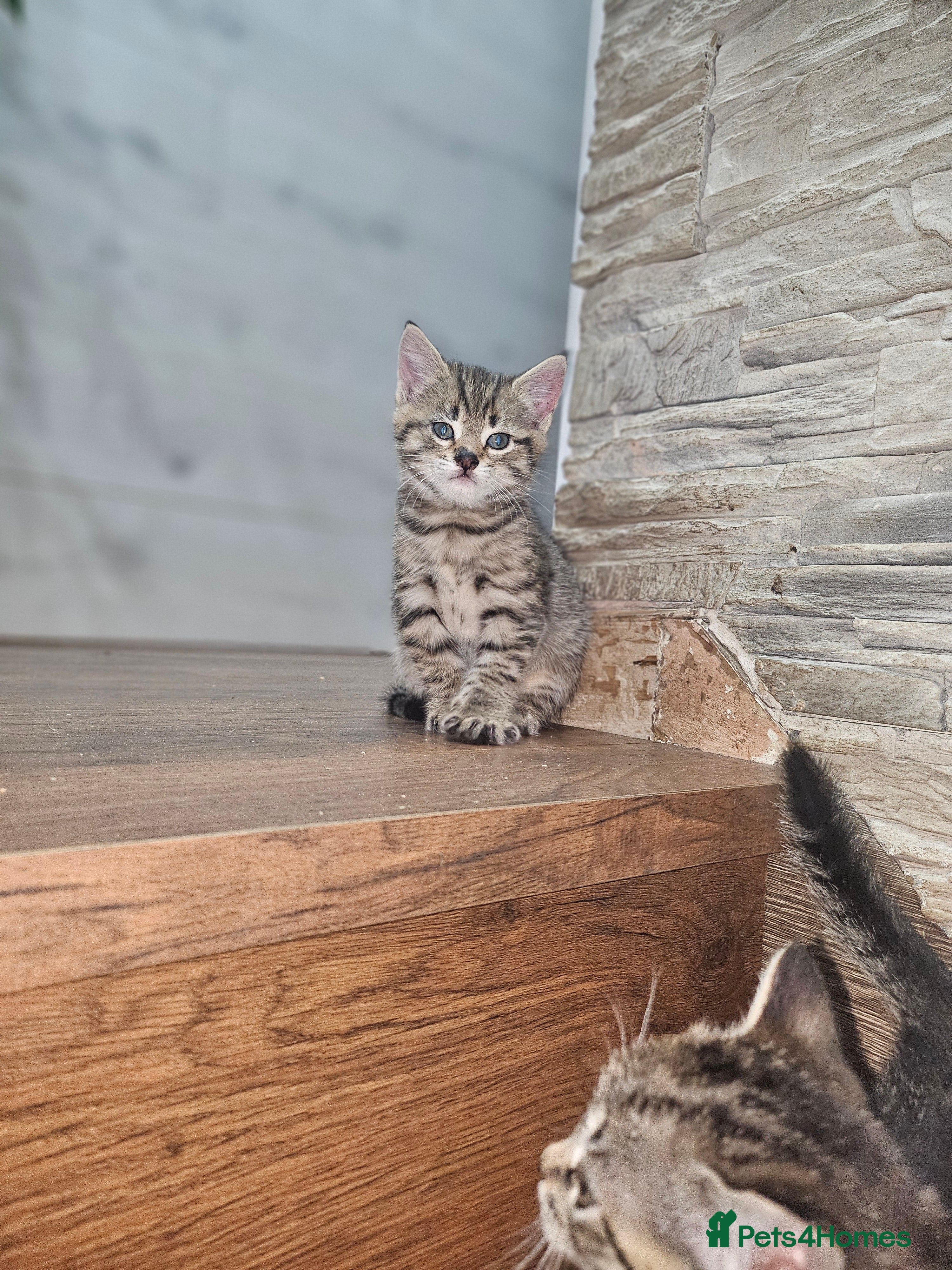 Mixed Breed cats Mixed breed kittens for sale  - Advert 3