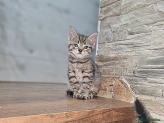 Mixed Breed cats Mixed breed kittens for sale - Advert 3