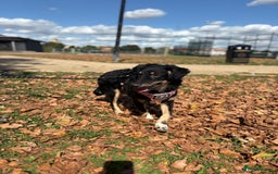 Mixed Breed dogs for adoption: Zolly  - Image 2