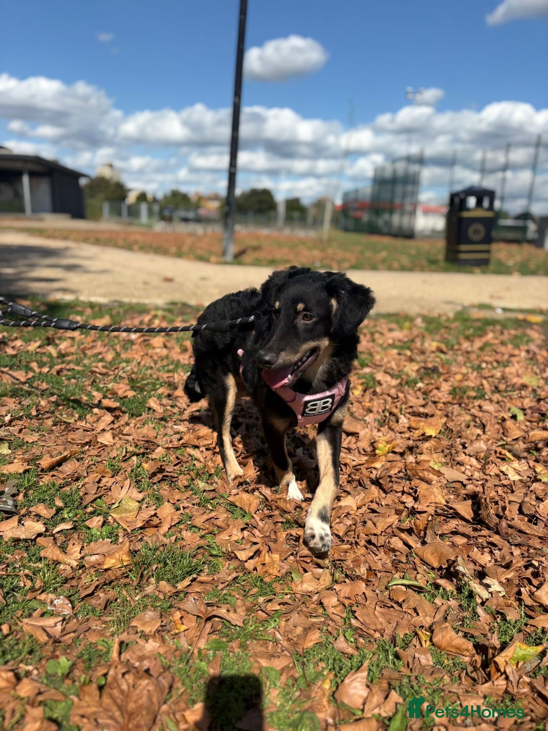 Mixed Breed dogs for adoption: Zolly  - Image 2