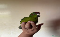 Parakeets birds for sale: Hand reared kakariki - Image 2