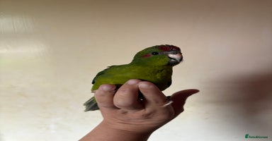 Parakeets birds - Advert 8