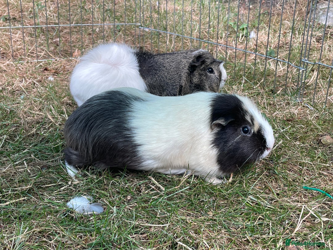 Guinea Pig rodents for sale: Two male guinea pigs  - Image 1