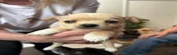 Chihuahua dogs for sale: Chihuahua  - Advert 4