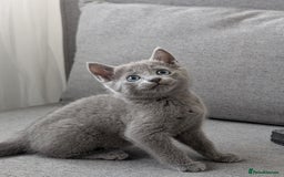 Russian Blue cats for sale: Russian blue babies looking for FOREVER homes - Image 8