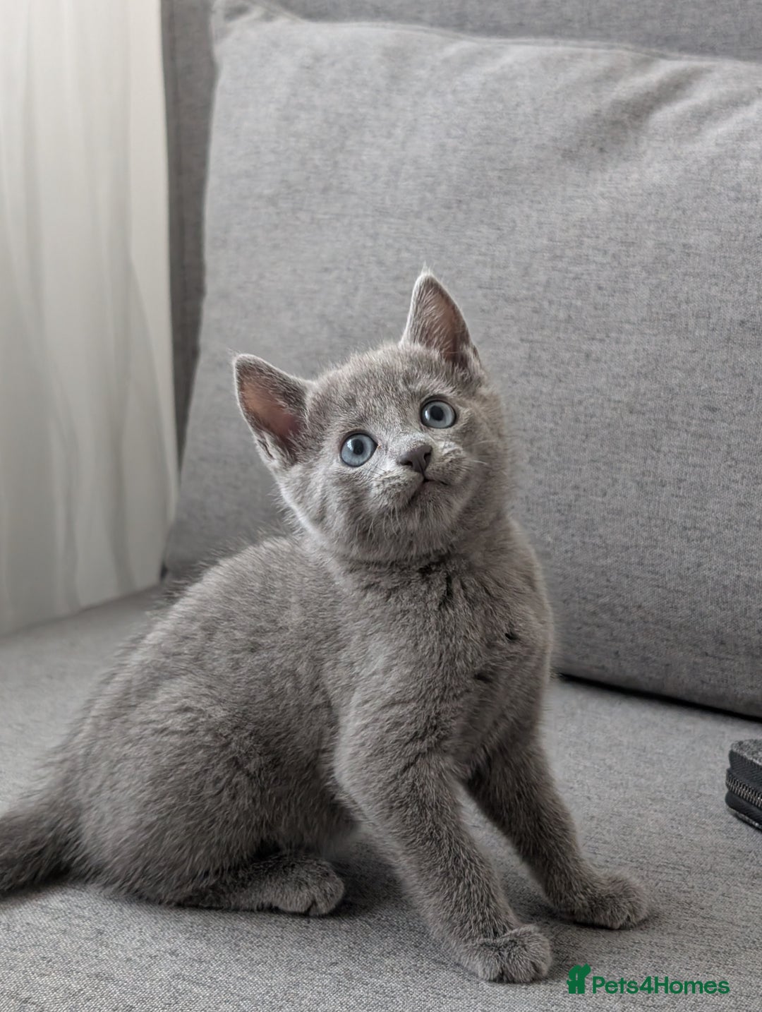 Russian Blue cats for sale: Russian blue babies looking for FOREVER homes - Image 8