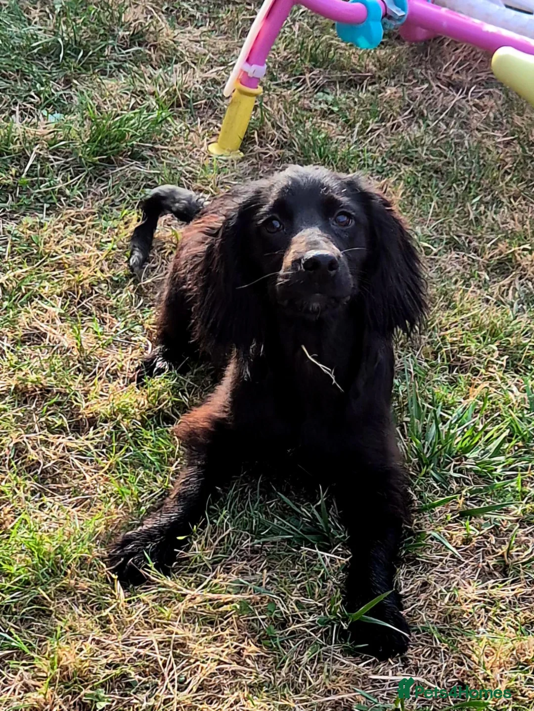 Cocker Spaniel dogs for sale: Beautiful working cocker spaniel puppies in Wickford - Advert 7