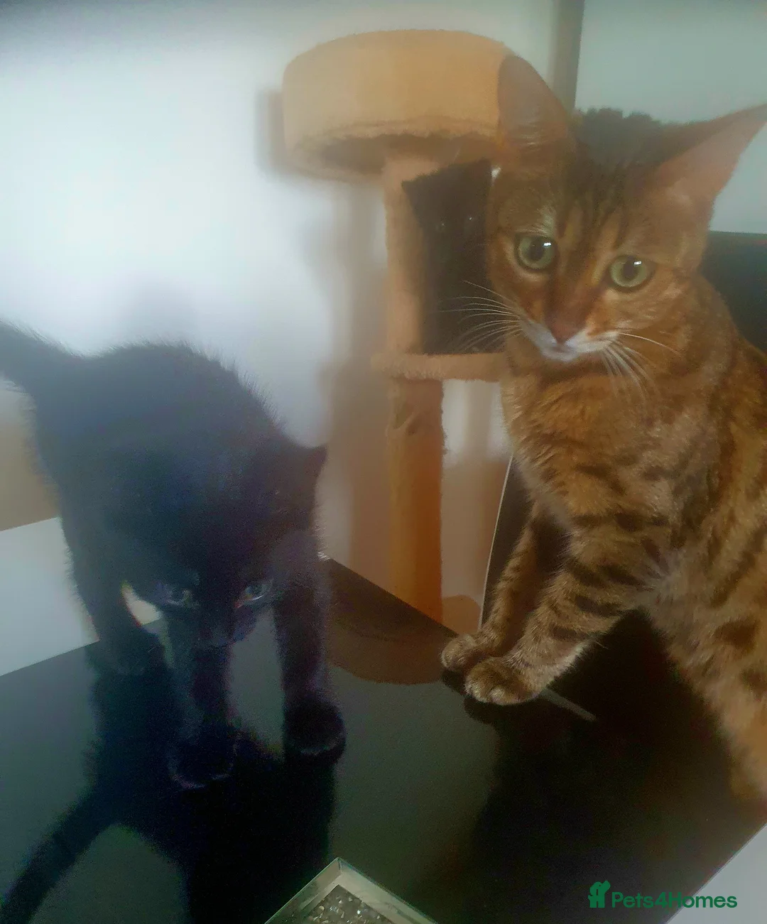 Mixed Breed cats for sale: Bengal Mixed - Advert 1