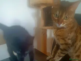 Mixed Breed cats Bengal Mixed - Advert 1