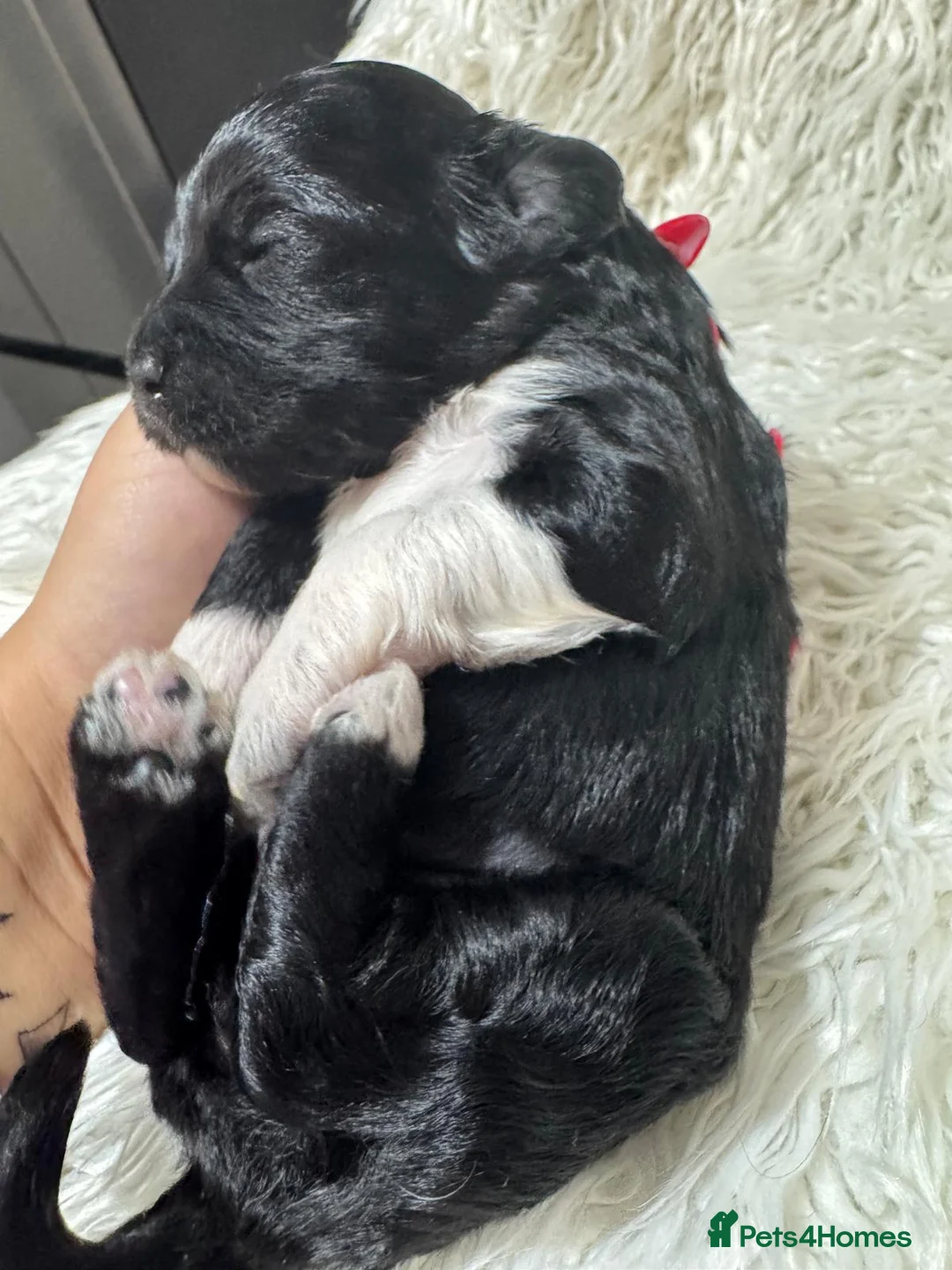 Shihpoo dogs for sale: 9 beautiful shihpoo puppies 🐶  - Advert 11