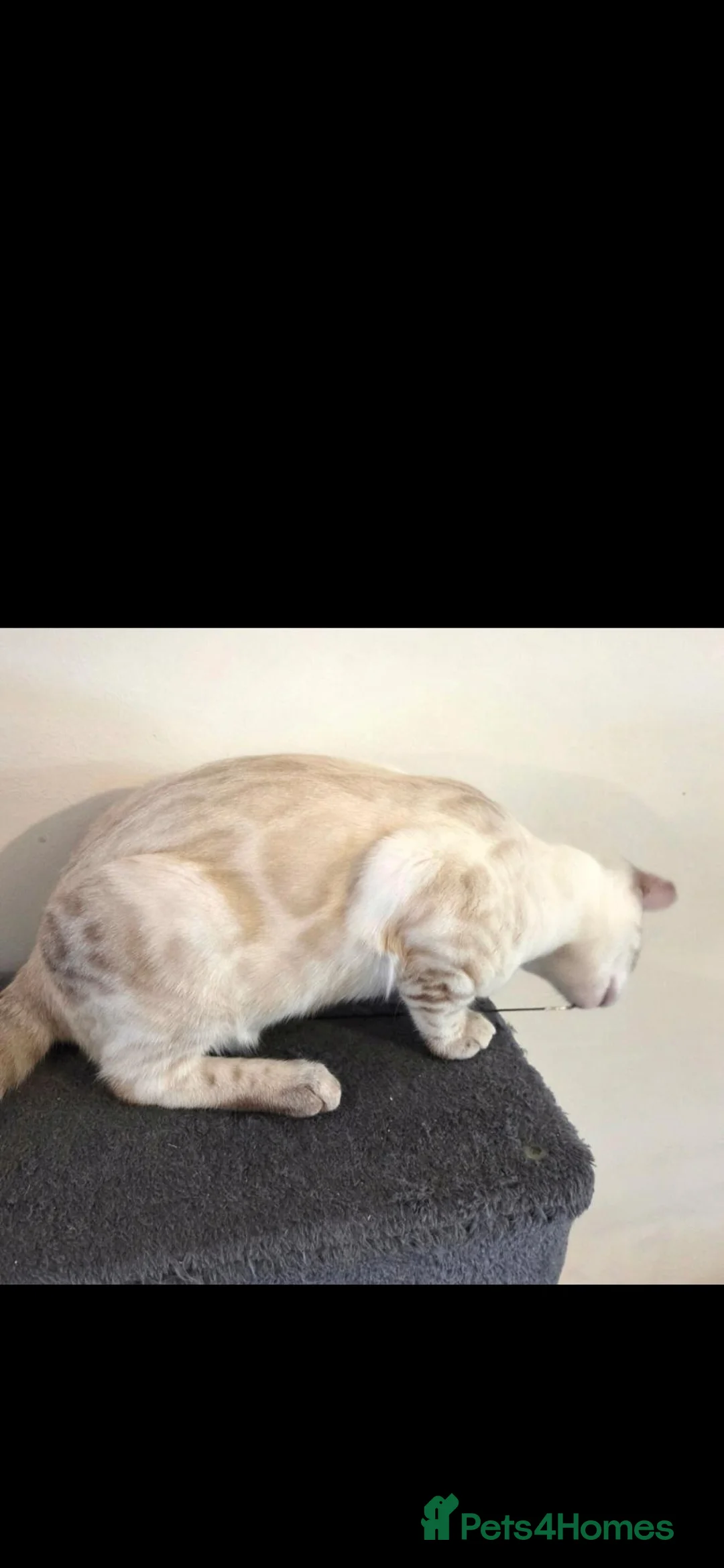 Bengal cats for sale: Outstanding Tica Show quality Snow Lynx bengal - Advert 2