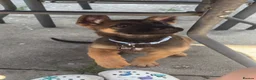 Mixed Breed dogs for sale: Shadow 11 weeks old  - Advert 3