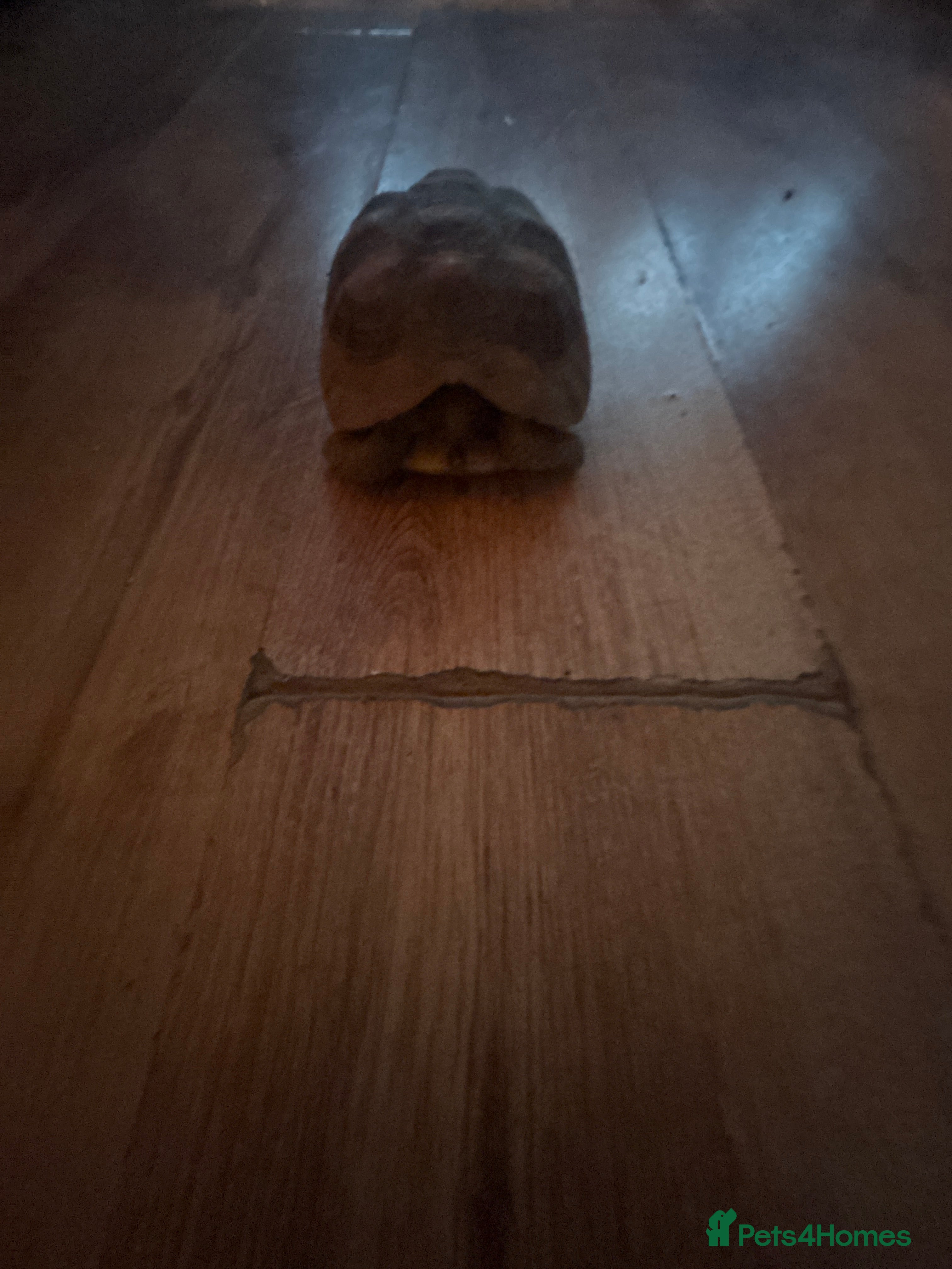 Tortoise reptiles Tortoise for sale - Advert 2