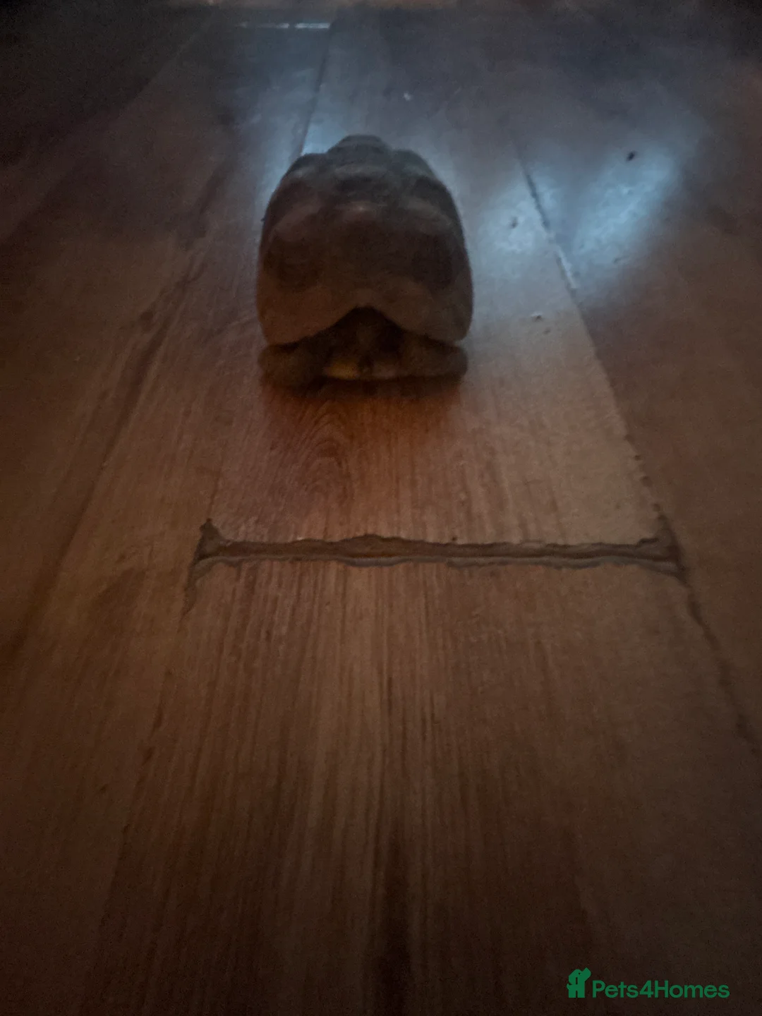 Tortoise reptiles for sale: Tortoise for sale - Advert 1