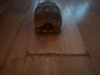 Tortoise reptiles Tortoise for sale - Advert 2