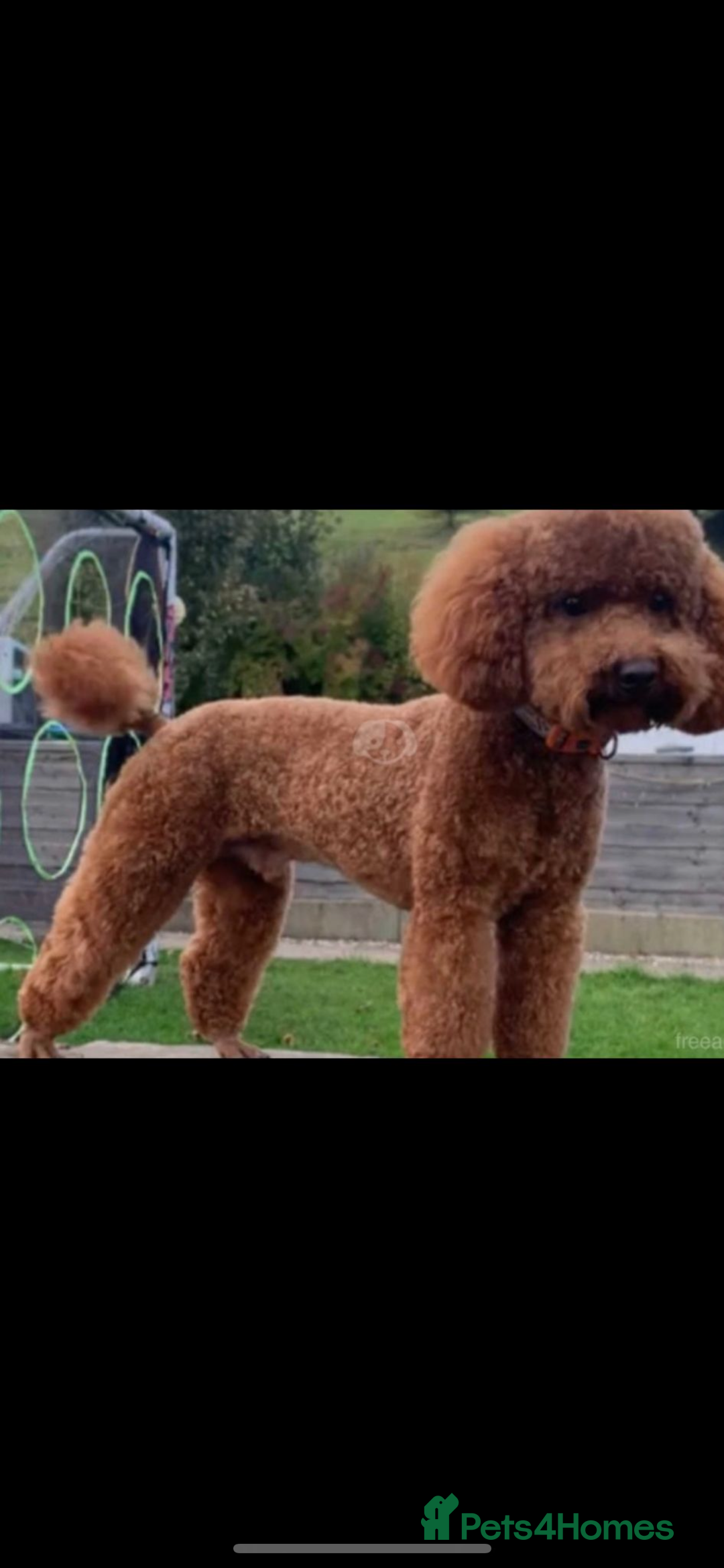 Poodle dogs for sale: Adorable Poodle puppies - Advert 13