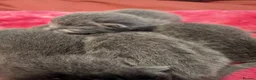 Russian Blue cats for sale: Male and female Russian blue kittens  - Advert 11