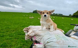 Mixed Breed dogs for sale: Corgi cross puppy - Image 2