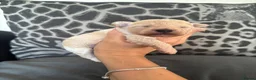 Toy Poodle dogs for sale: Exquisite Asian Toy Poodle  - Advert 8