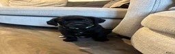 Springador dogs for sale: Springador puppies  in Camelford - Advert 10