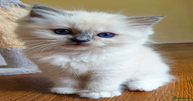 Ragdoll cats - Advert 13