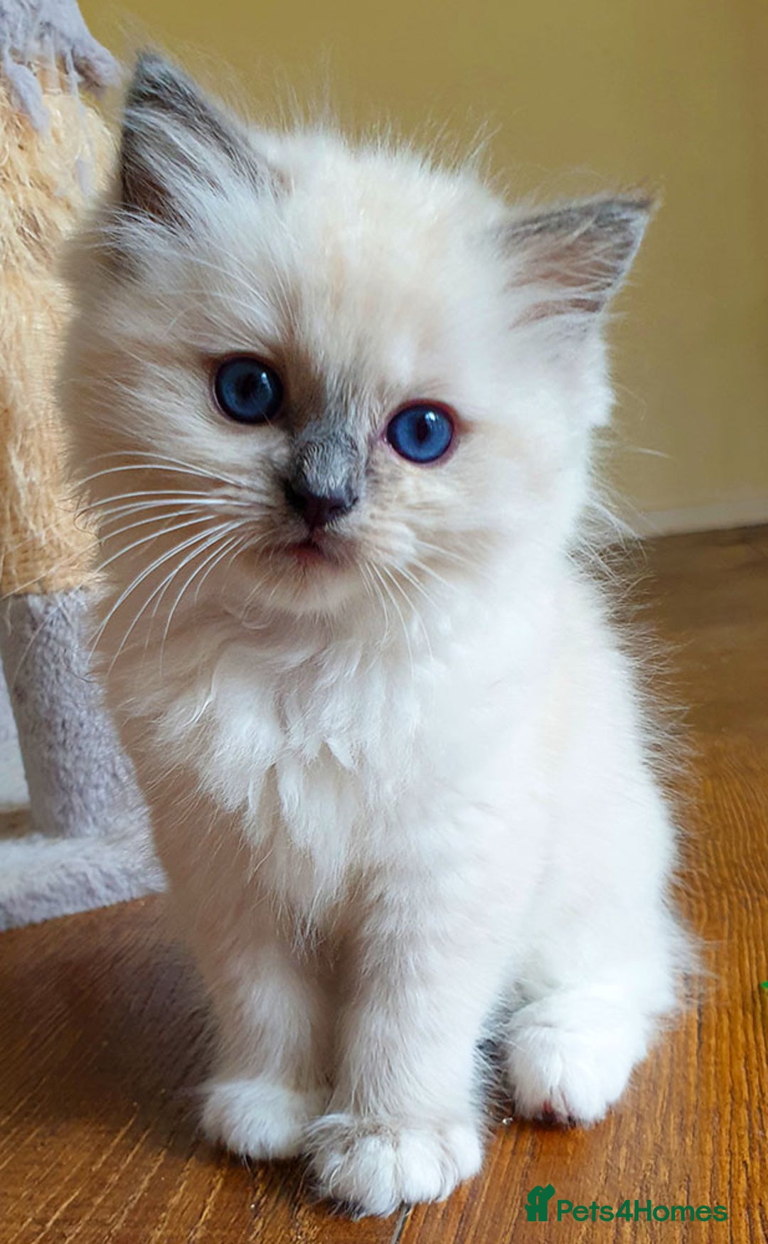 Ragdoll cats for sale: GCCF Gorgeous Adult and Kitten Available! - Image 3