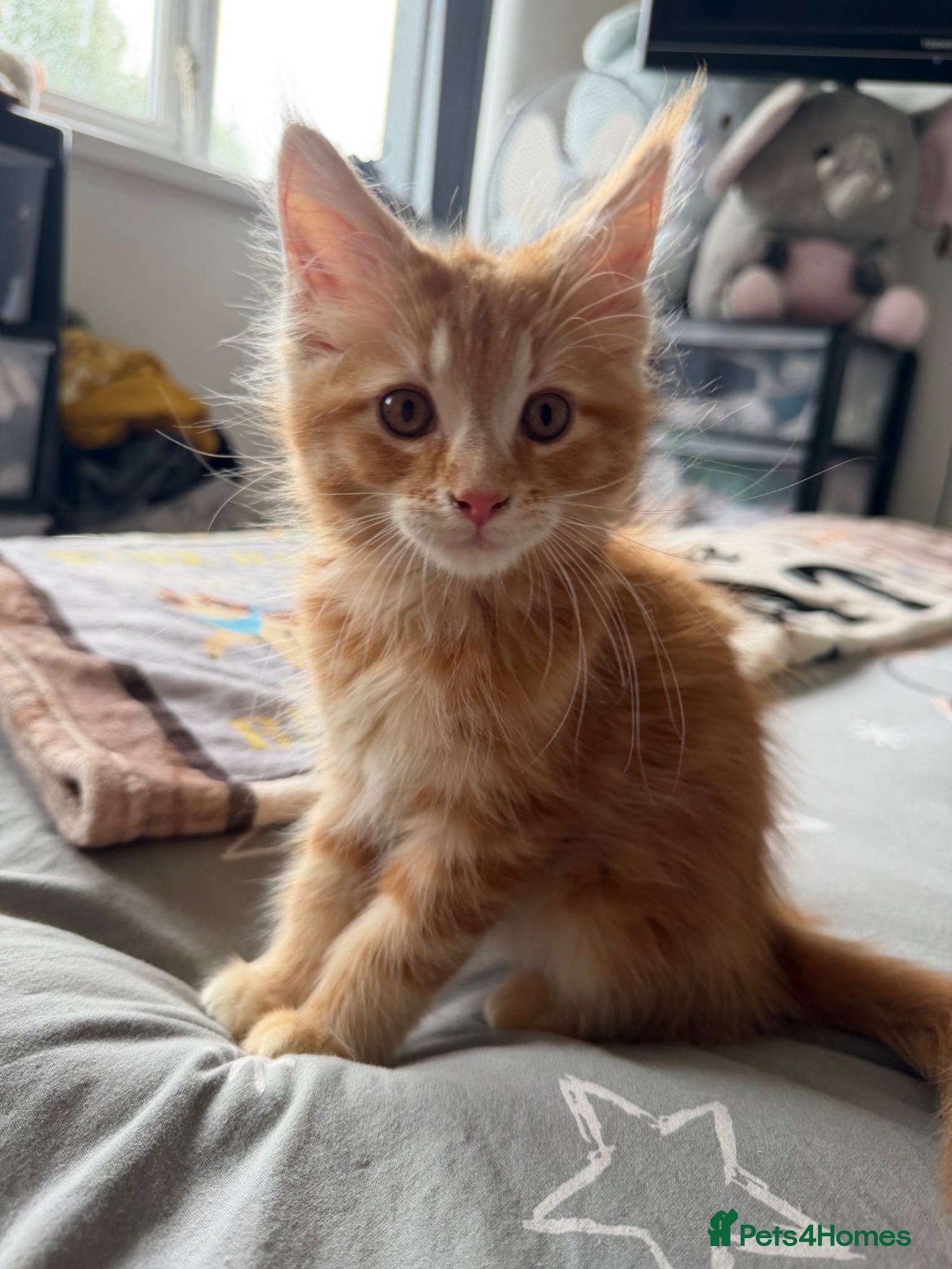 Maine Coon Kitten 1