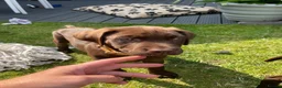 Labrador Retriever dogs for sale: Labrador puppy  - Advert 3