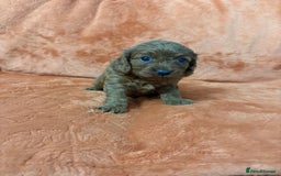 Cavapoo dogs for sale: 4 F1 Cavapoo puppies  - Image 10