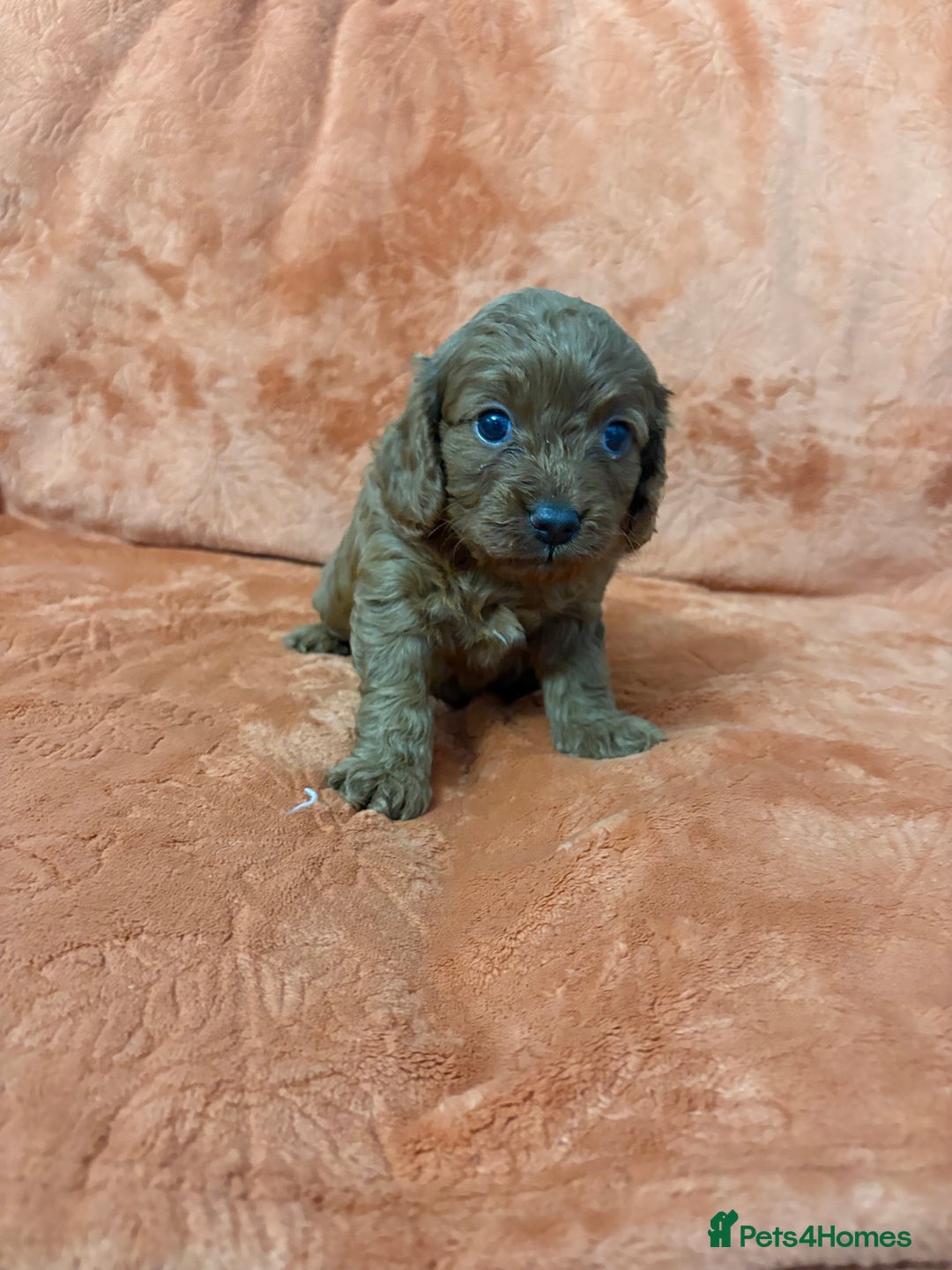 Cavapoo dogs for sale: 4 F1 Cavapoo puppies  - Image 10