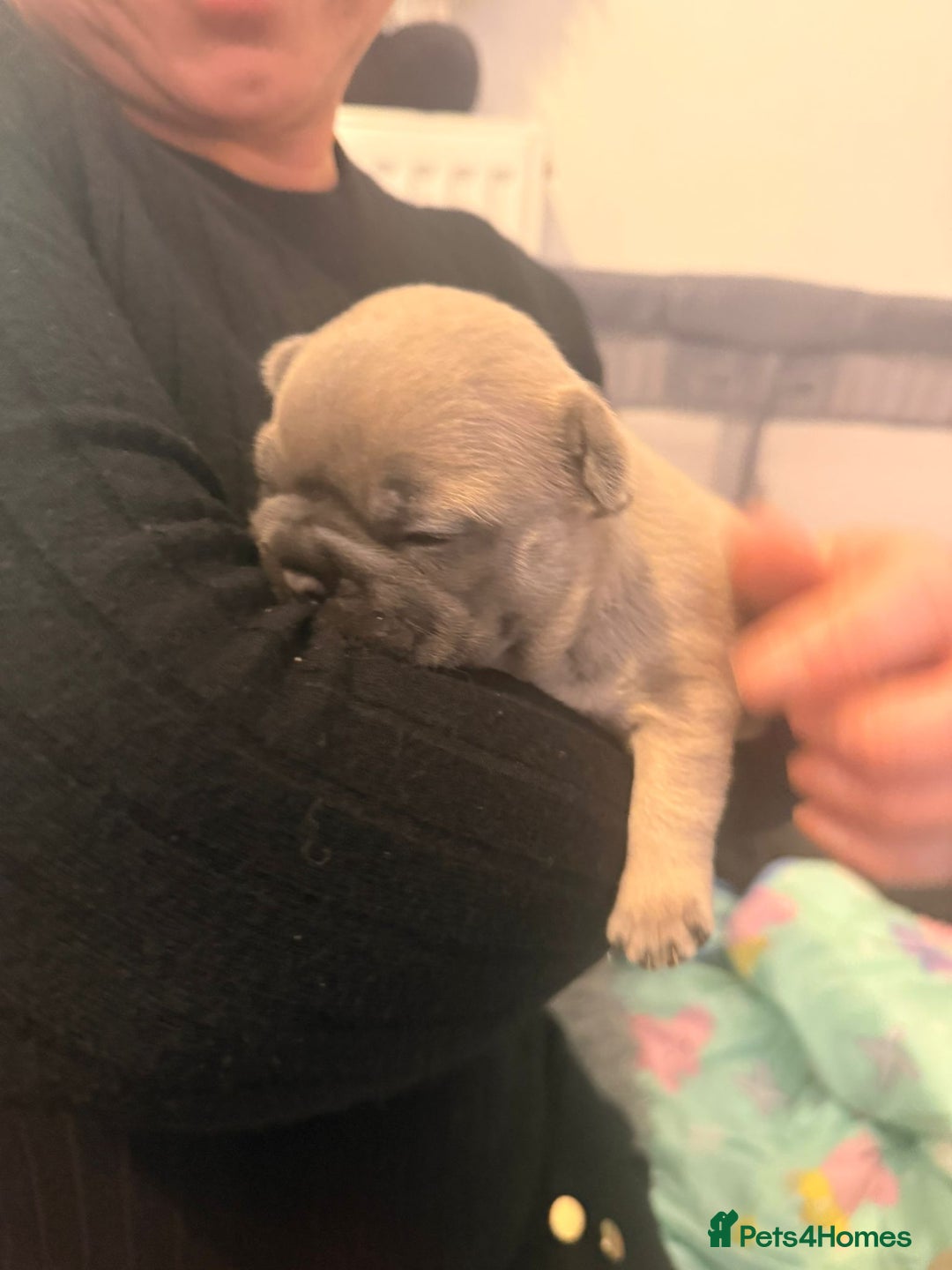 French Bulldog dogs for sale: Beautiful chunky frenchie puppies - Advert 10