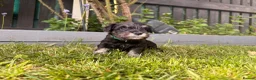 Miniature Schnauzer dogs for sale: Beautiful Black And Silver Mini Schnauzer Puppies - Advert 17