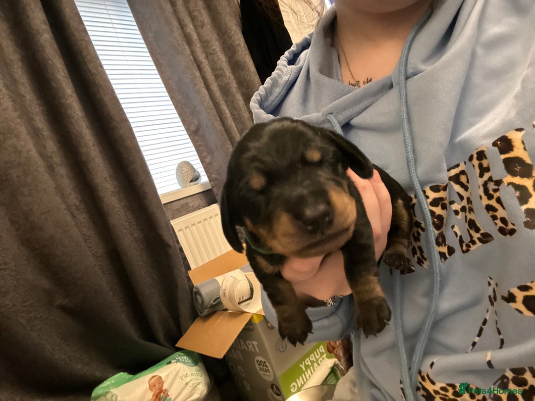 Dachshund dogs for sale: Litter of 8 beautiful dachshund puppies🩵🩷 - Advert 5