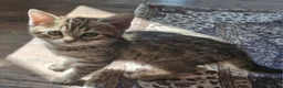 Mixed Breed cats for sale: 4 bengal cross kittens - Advert 5