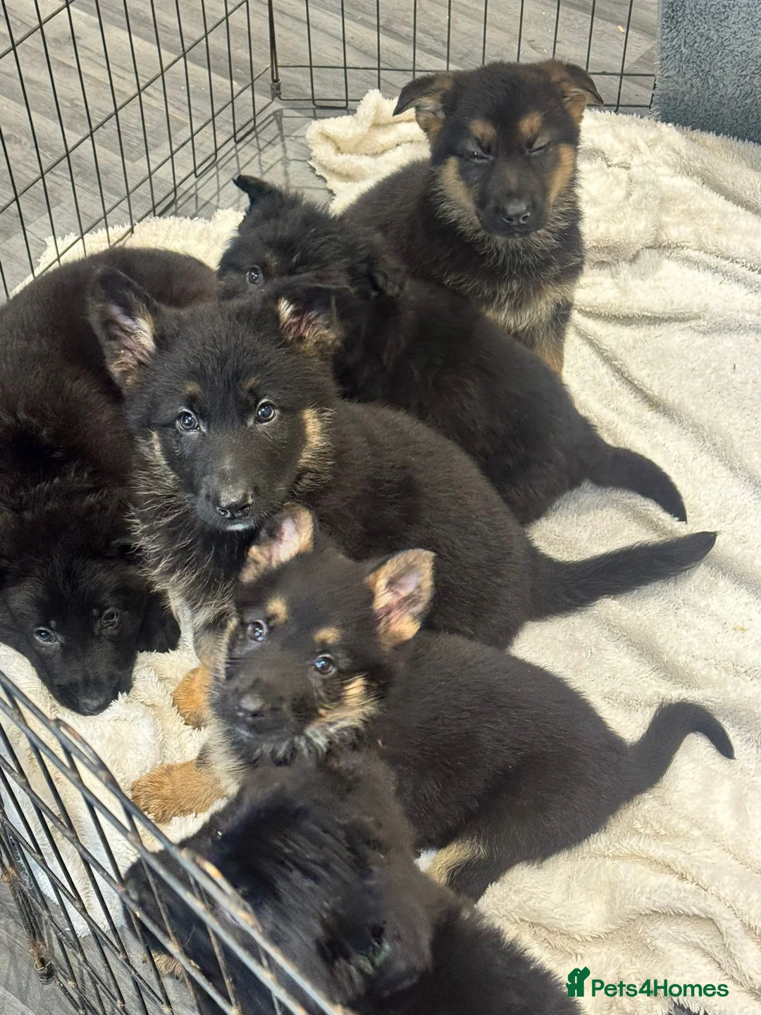 German Shepherd dogs for sale: German shepherd pups  - Advert 10