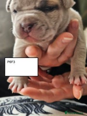 American Bully Puppy 6