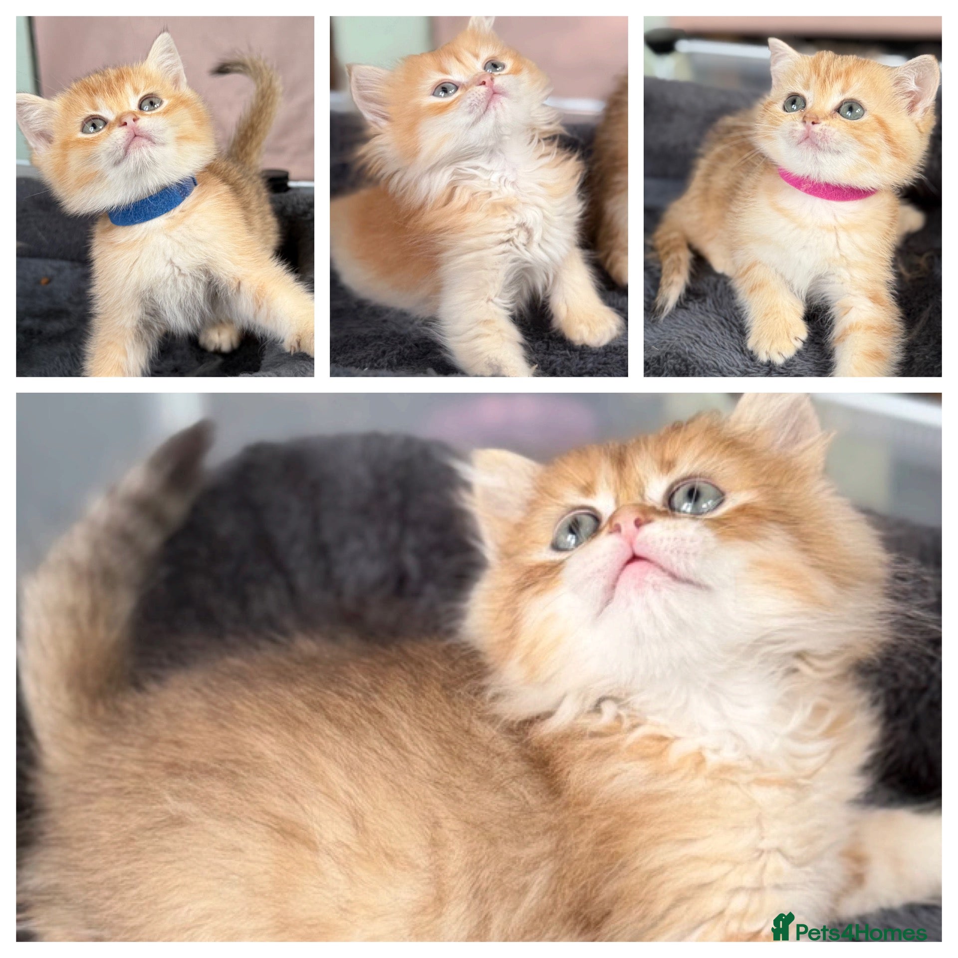 British Shorthair cats British Sh/Longhair golden TICA - Advert 3