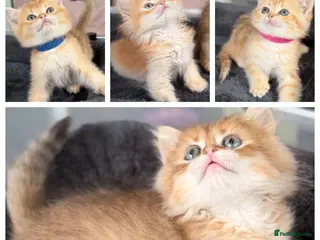 British Shorthair cats British Sh/Longhair golden TICA - Advert 3