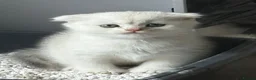 Scottish Fold cats for sale: Gorgeous Scottish fold kittens in London - Advert 16