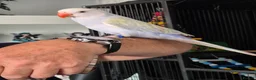 Ringnecks birds for sale: 6 months old Indian ringneck  in Cannock - Advert 3